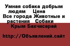 Умная собака добрым людям. › Цена ­ 100 - Все города Животные и растения » Собаки   . Крым,Бахчисарай